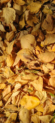 Close-up view of yellow and orange colored fallen birch leaves lying on ground in a sunny autumn day. Abstract fall vertical background. Soft focus. Copy space for your text.