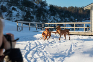 Two large dogs are playing in the snow, and in the foreground, out of focus, the owner with a camera takes a photo of them, in the background is a winter landscape on a sunny day
