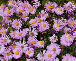 Perennial pink asters in the garden