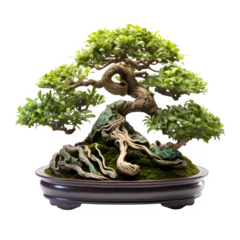 Fotobehang bonsai ornamental plants in pot isolated on white background,mini bonsai tree png ,generative ai © Leo