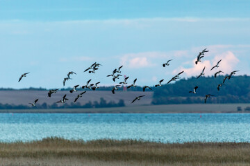 Fliegende Kiebitze über dem Bodden am Pramort.