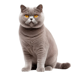 British cat sitting down and looking at camera side view isolated on white background