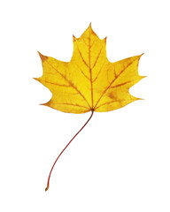 Autumn maple leaf isolated on white background
