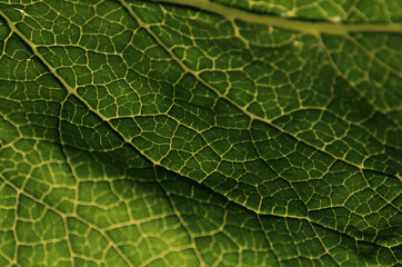 green leaf texture