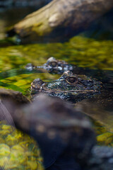 a black caiman