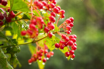Cluster of the ripe viburnum berries covered with water drops during a rain among the leaves and branches of bush,