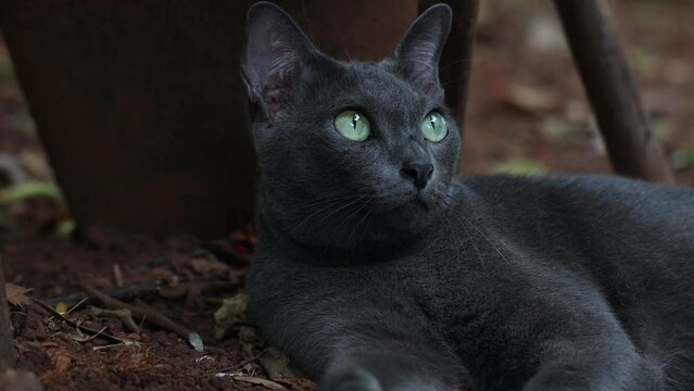 Footage Of Dark Grey Domestic Cat With Light Green Eyes Laying On The Ground