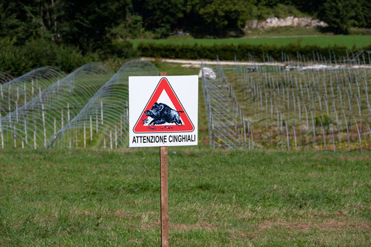 Achtung Wildschweine