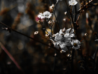 White flower on a dark background.