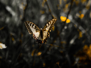 butterfly on a yellow flower