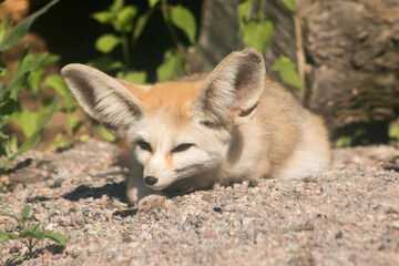 Fennec fox