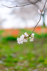 桜