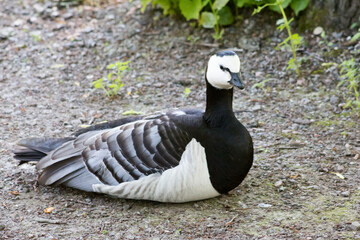 Barnacle goose