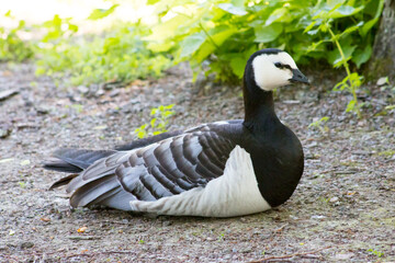 Barnacle goose