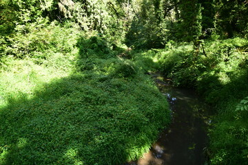 green moss covered with moss