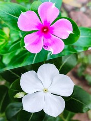 Beautiful purple Catharanthus roseus in the garden. Catharanthus roseus, Cape periwinkle, graveyard plant, Madagascar periwinkle, old maid, pink periwinkle, rose periwinkle, pink and white flowers 