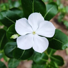 Beautiful white Catharanthus roseus in the garden. Catharanthus roseus, Cape periwinkle, graveyard plant, Madagascar periwinkle, old maid, pink periwinkle, rose periwinkle, white flower