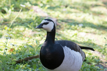 Barnacle goose