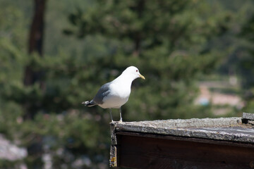 Common gull