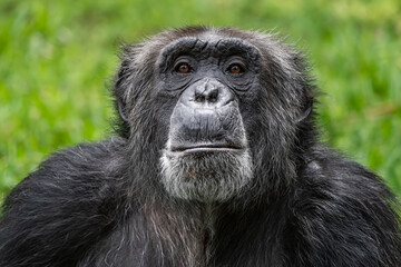 closeup chimpance