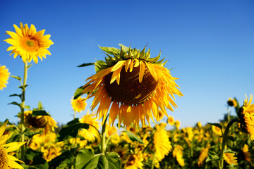 field of sunflowers against sky - 651910185