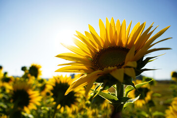 Sunflower, blue sky and sun - 651910311