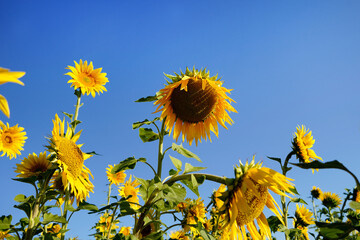 sunflower of blue sky - 651910575