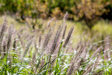 Setaria growing in the park