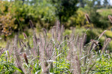 Setaria growing in the park