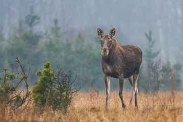 Łoś © Michal Przystas