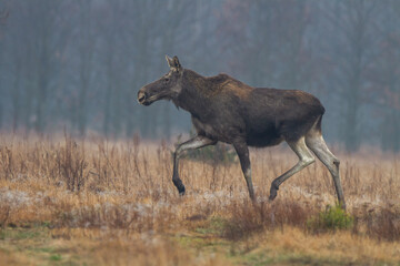 Łoś © Michal Przystas