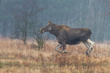 Łoś © Michal Przystas