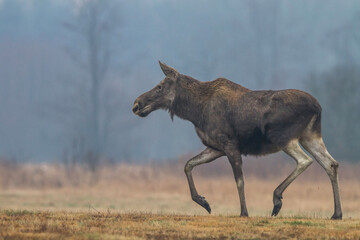 Łoś © Michal Przystas