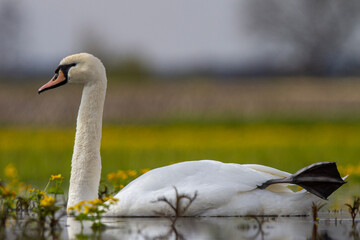 Łabędź niemy © Michal Przystas