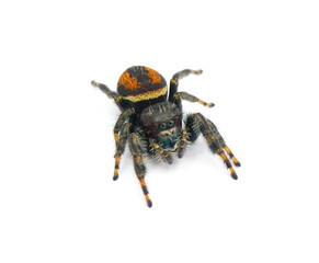 Brilliant Jumping Spider - Phidippus Clarus - family Salticidae - large male with rusty orange red...