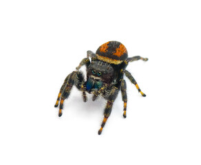 Brilliant Jumping Spider - Phidippus Clarus - family Salticidae - large male with rusty orange red side stripes with a black median stripe on abdomen isolated on white background top dorsal face view