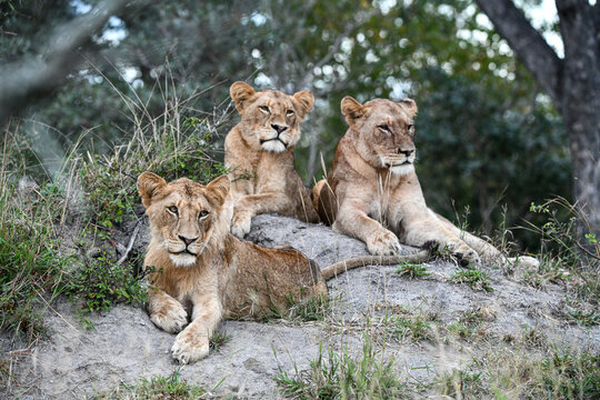 Löwenfamilie liegt auf einem Felsen