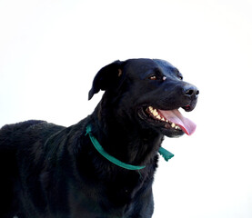 Portrait of a black stray dog with tongue out, animal concept