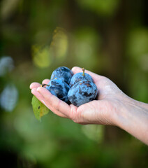 senior female Farmer hand with freshly harvested plums on green blurred sunny background.