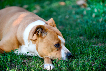 Thoughtful Senior amstaff dog laying outside in the grass.