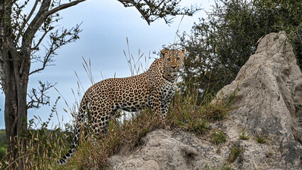 Leopard steht im hohen Gras auf enem Felsen