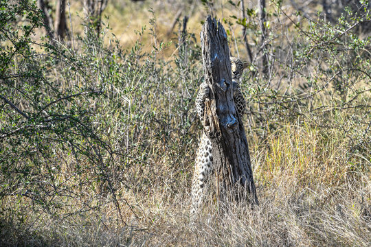 Leopard streckt sich an einem toten Baum