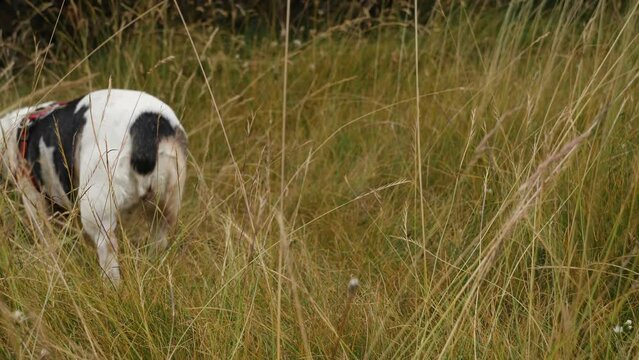 Beautiful old female Jack Russell terrier dog breed in the wild. Close-up HQ 4K Apple ProRes video.
