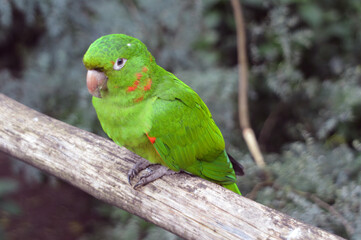 Beautiful green birds . Brazil 09.24.2023