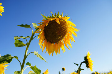 sunflower of blue sky - 651916175
