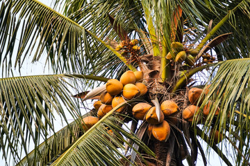 Palm trees with many yellow orange coconut fruits on Sunny day. Summer tropical beach landscape,...