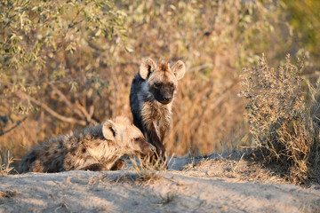 Hyäne auf dem Weg zum Bau