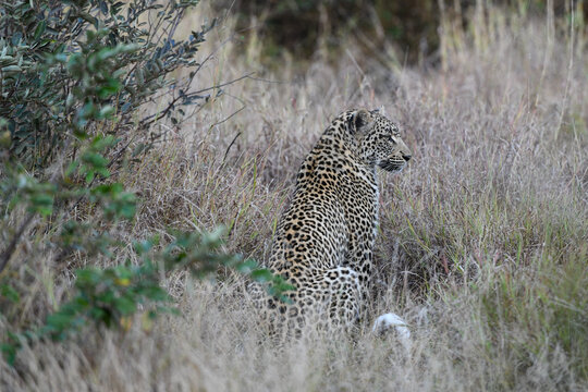 Leopard sitzt im hohen Gras