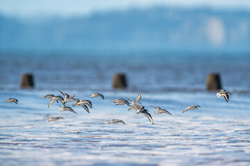 Sanderling, Calidris Alba, bird in flight over sea, Dawlish Warren, Devon, England