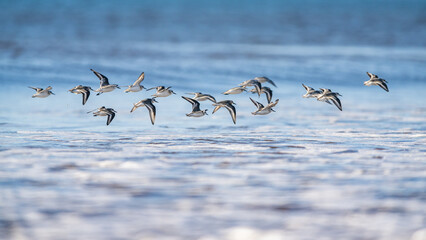 Sanderling, Calidris Alba, bird in flight over sea, Dawlish Warren, Devon, England